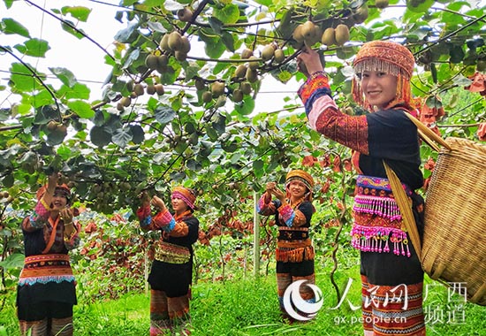 福利鎮龍尾瑤村紅心獼猴桃大豐收。朱繼文攝