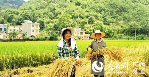 村民在收割稻谷。西林縣委宣傳部供圖