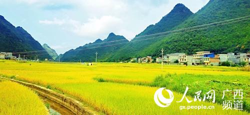 龍灘村種植的水稻喜獲豐收。西林縣委宣傳部供圖