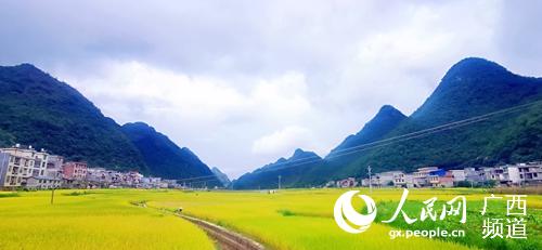 龍灘村種植的水稻喜獲豐收。西林縣委宣傳部供圖