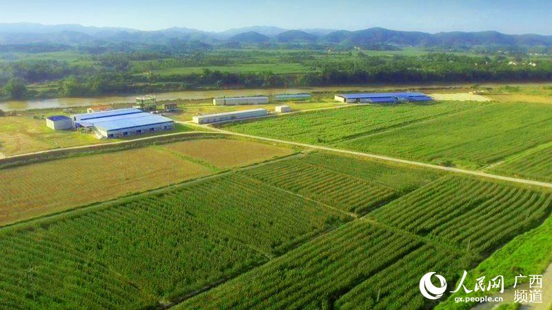 骆晔公司蔗牛菇肥项目总部的牧草种植基地.陆铁山摄