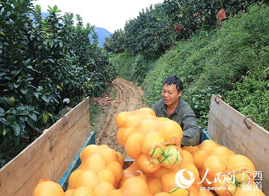 工人在天峨縣六美紅心蜜柚種植基地採收柚子。田世遠攝