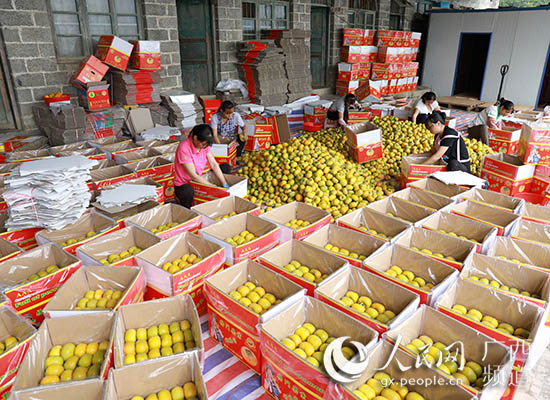 村民正在忙著分揀包裝柿子。潘樹紅攝