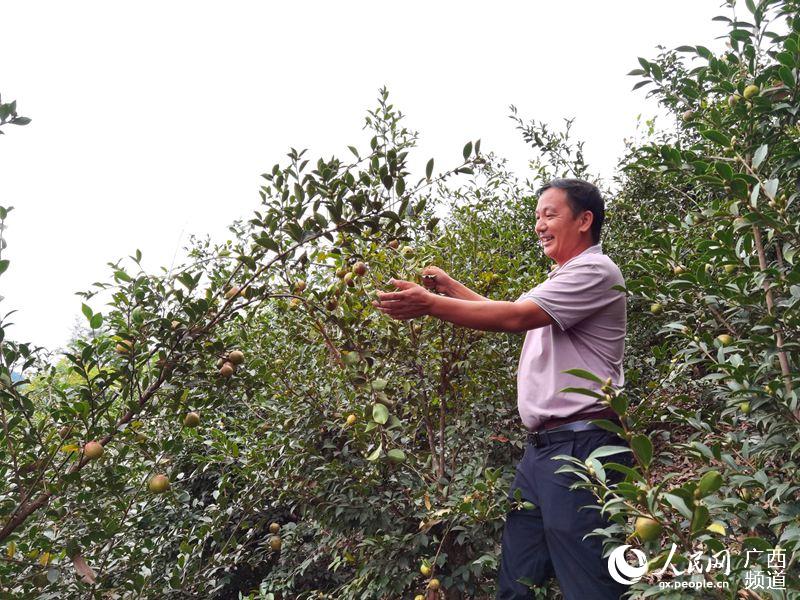 圖為八桂瑤族鄉八修村村民岑海新在查看今年油茶挂果情況。楊進宏攝