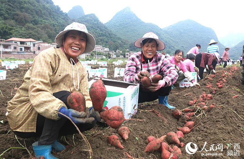 鐘山基地農民專業合作社社員在採收有機紅薯。廖超文攝