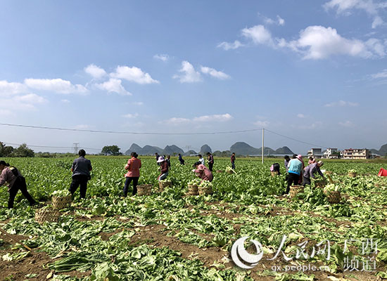 村民們正在採摘芥菜。毛強攝