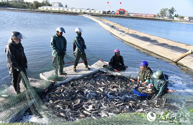 撒網捕魚。禤漢蒙攝
