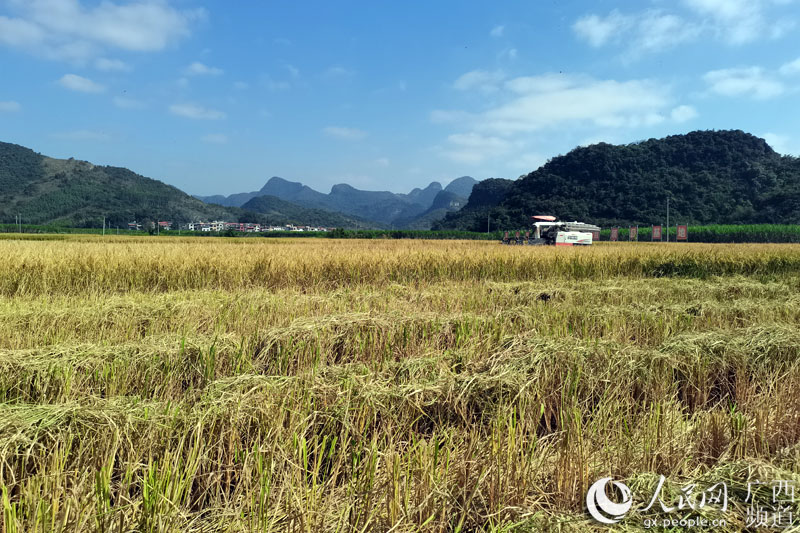 稻田。梁秋萍攝