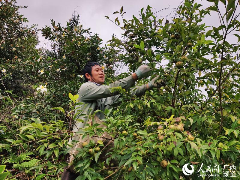 圖為田林縣八渡瑤族鄉致富帶頭人劉永球正高興地在採摘油茶果。吳桃會攝