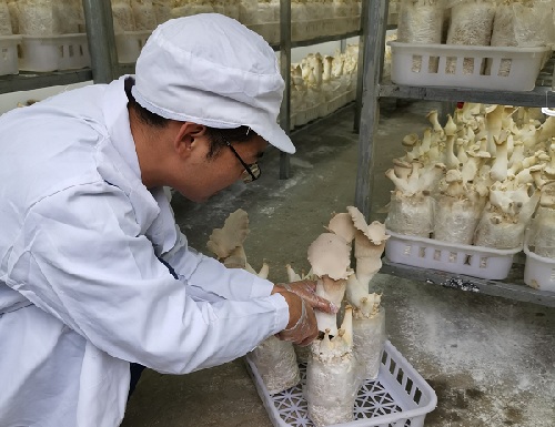 憑祥市友誼鎮英陽村大力發展食用菌種植產業。憑祥市融媒體中心供圖
