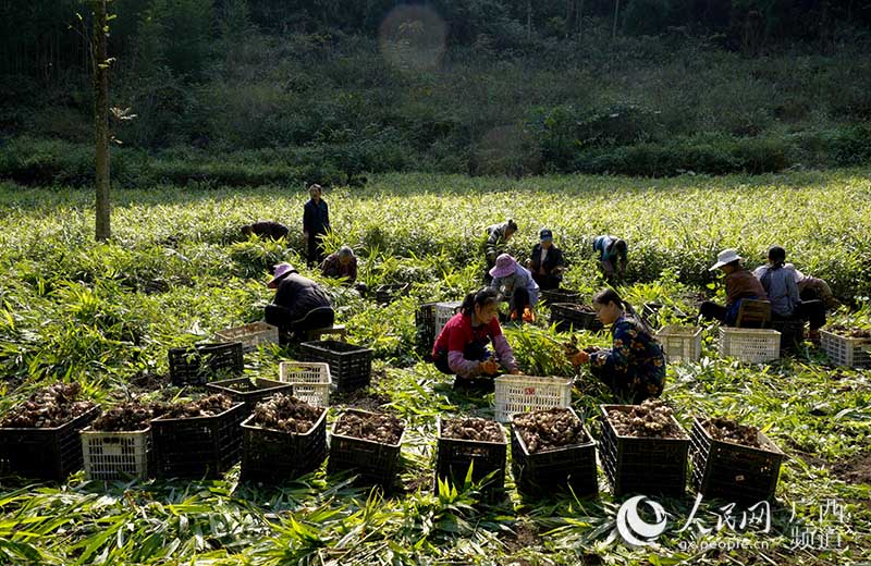 公昌村的贫困户在地里忙着采收大肉姜。韦健康摄