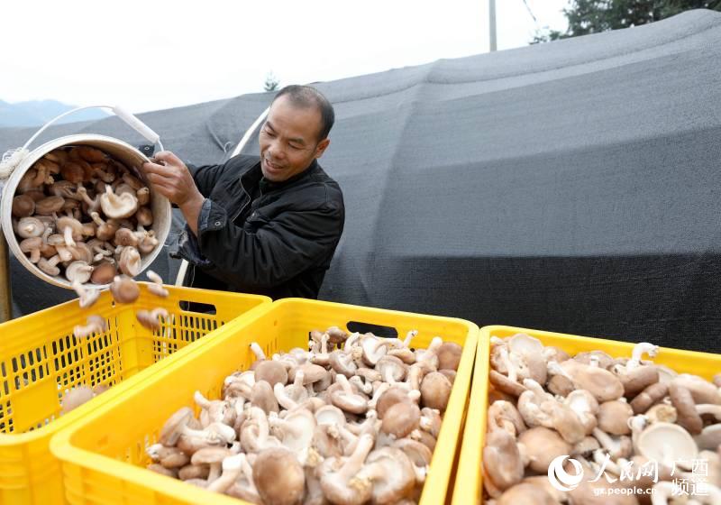 在三江侗族自治縣八江鎮塘水村歸大屯，一位村民在菌棚外將香菇倒入筐中。龔普康攝