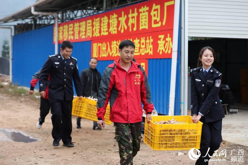 在三江侗族自治縣八江鎮塘水村歸大屯，人們在搬運香菇。龔普康攝