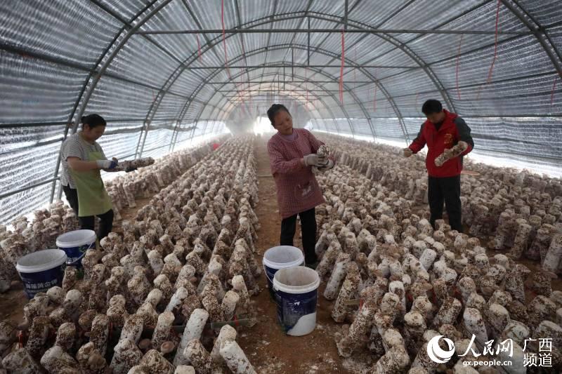 在三江侗族自治縣八江鎮塘水村歸大屯，人們在菌棚內採摘香菇。龔普康攝