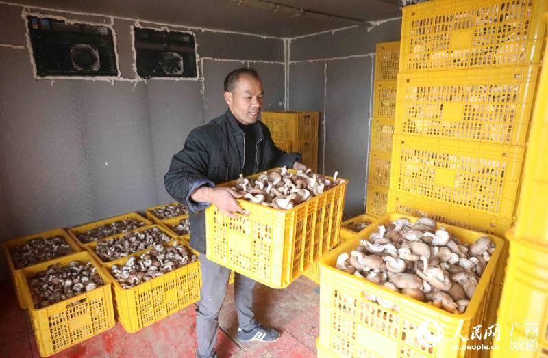 在三江侗族自治縣八江鎮塘水村歸大屯，一位村民在凍庫內存放香菇。龔普康攝