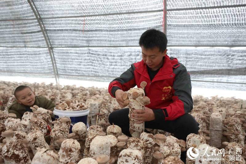 在三江侗族自治縣八江鎮塘水村歸大屯，一名駐村工作隊員在菌棚內採摘香菇。龔普康攝