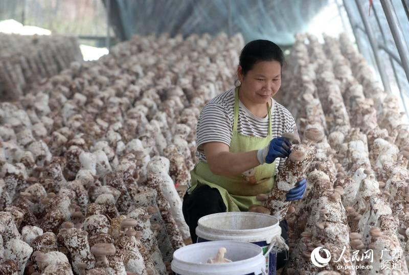 在三江侗族自治縣八江鎮塘水村歸大屯，一位村民在菌棚內採摘香菇。龔普康攝