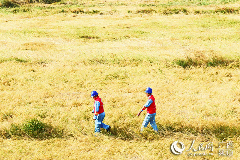圖為供電人員穿過稻田為基地檢查用電設備。勞業良攝
