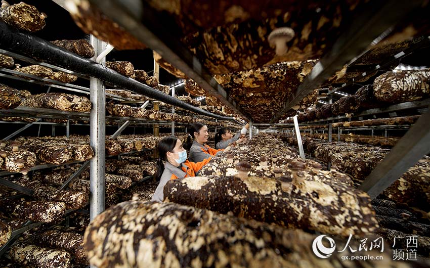 工人们正在大棚里采摘香菇。韦健康摄