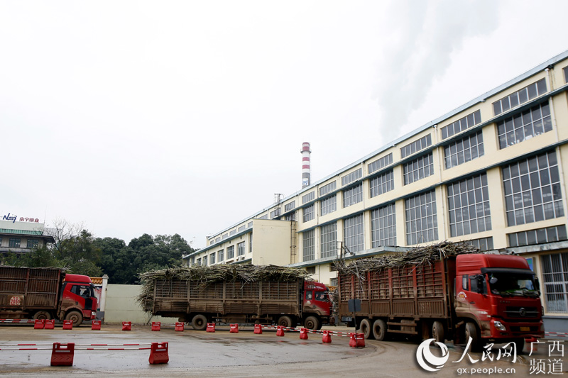 運蔗車輛排隊進入糖廠。譚唐攝