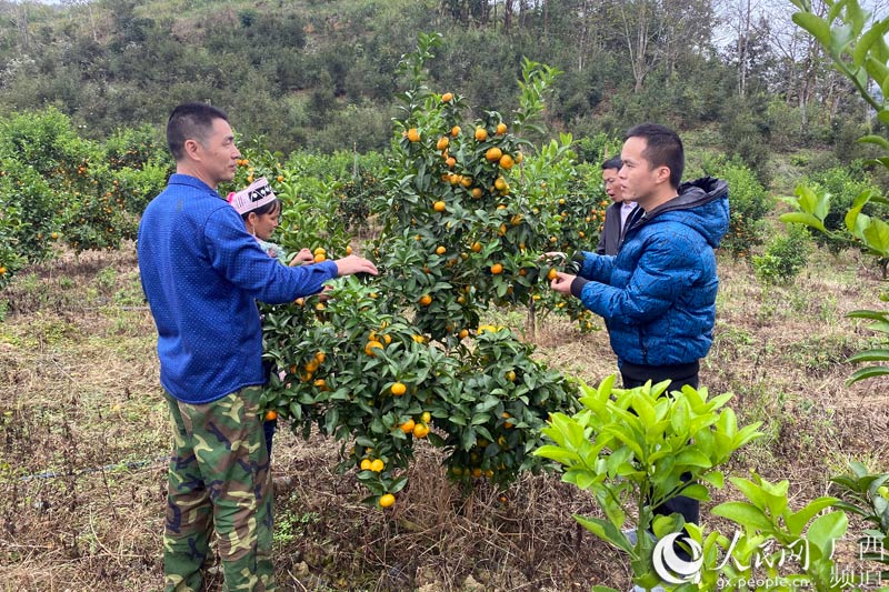 王紹軍（右一）指導貧困戶種植沙糖桔。足別鄉供圖