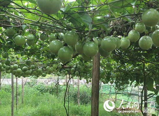 �л�����ֲ���������������