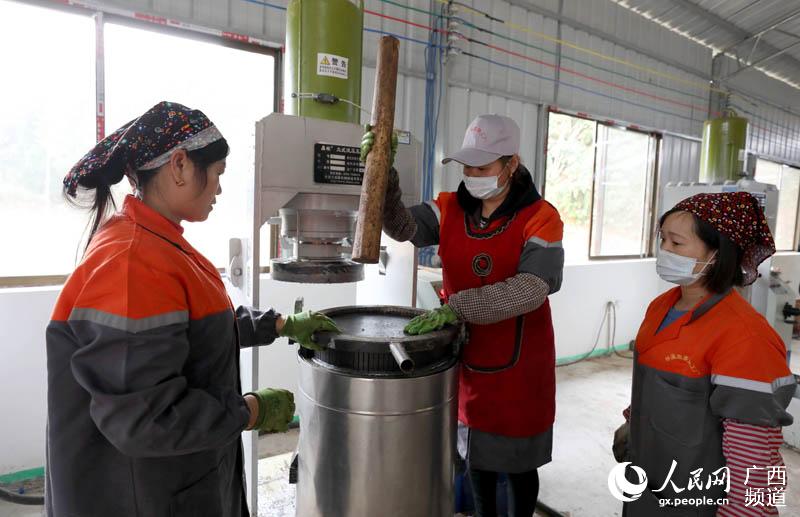 在三江侗族自治縣林溪鎮林溪村茶油加工廠，幾名婦女在入榨油茶粉。龔普康攝