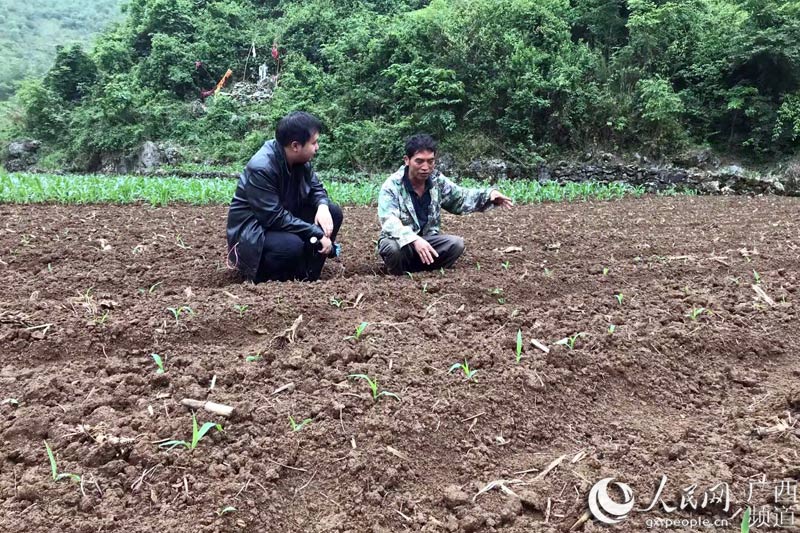 王誠岡（左一）指導龍灘村群眾發展玉米產業。那佐苗族鄉供圖