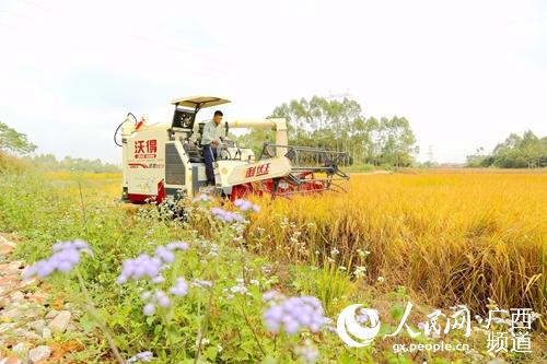 收割機正在收割稻谷。港南區委宣傳部供圖