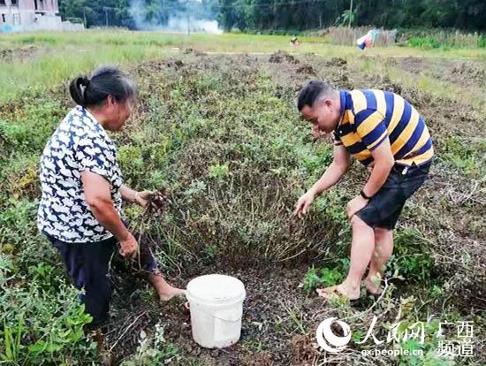 米科羽（右）幫助貧困戶搶收花生。浦北縣融媒體中心供圖