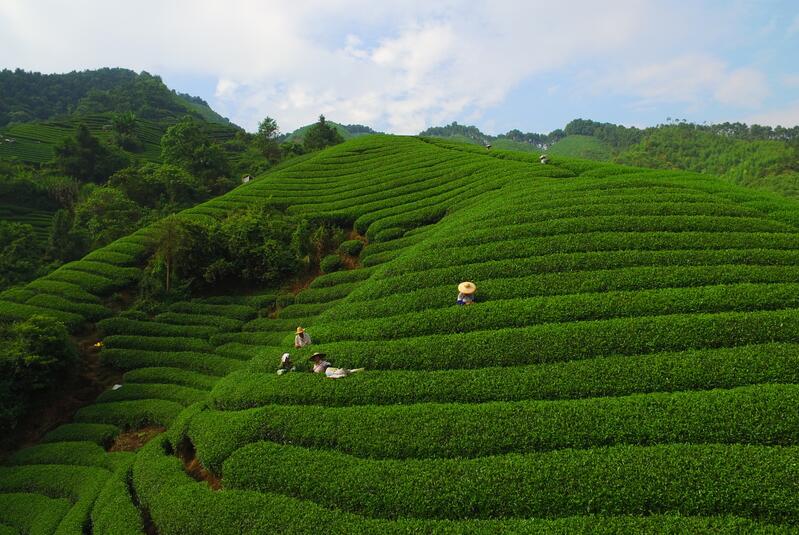 图为茶农在南山茶海景区采摘茶叶。左德强摄