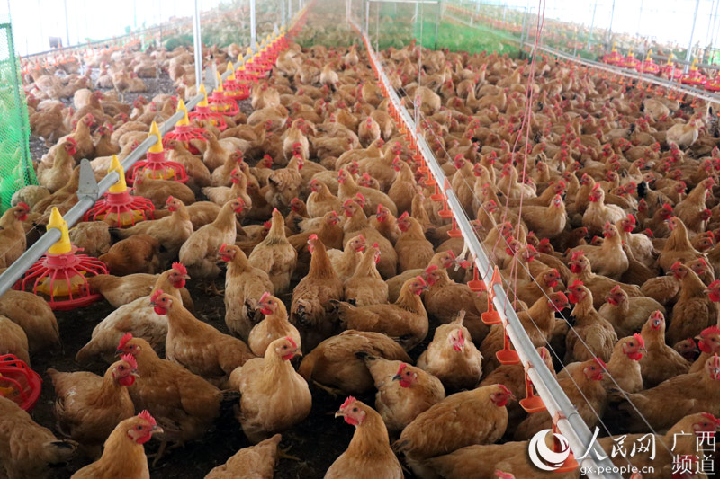 採用現代化養殖的旺步村旺發養雞場。莫潔月攝