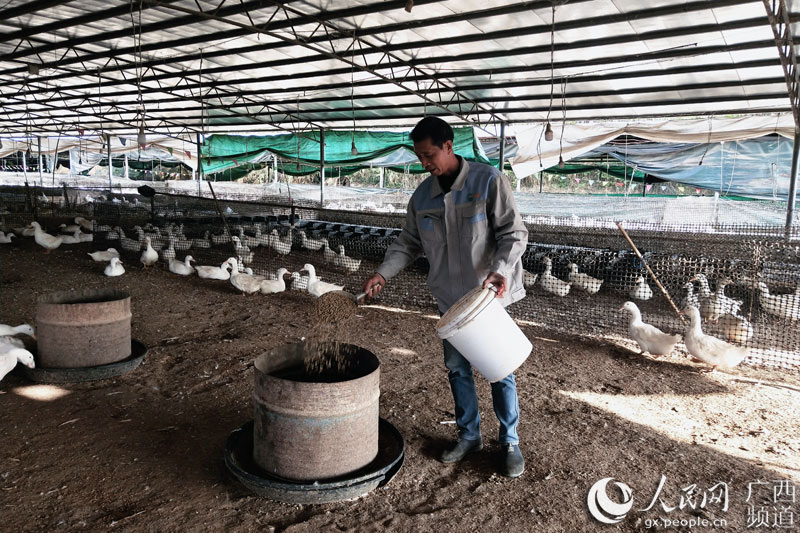 覃寶軍正在往食盆倒飼料。鹿寨縣融媒體中心供圖