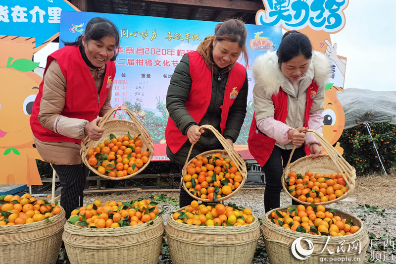 將採摘下來的柑橘倒入筐中。鹿寨縣融媒體中心供圖