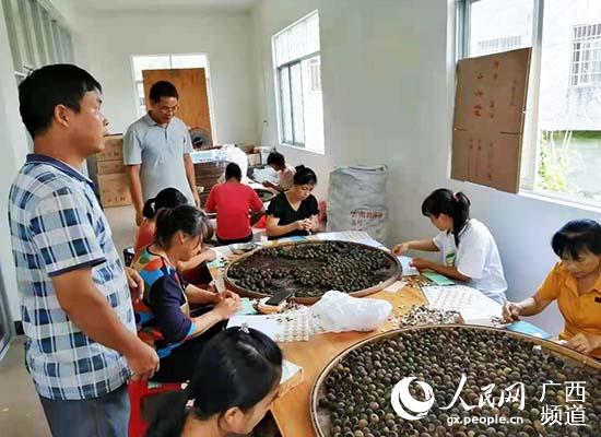 扶貧就業車間員工正忙著包裝柑普茶。莫純譽攝