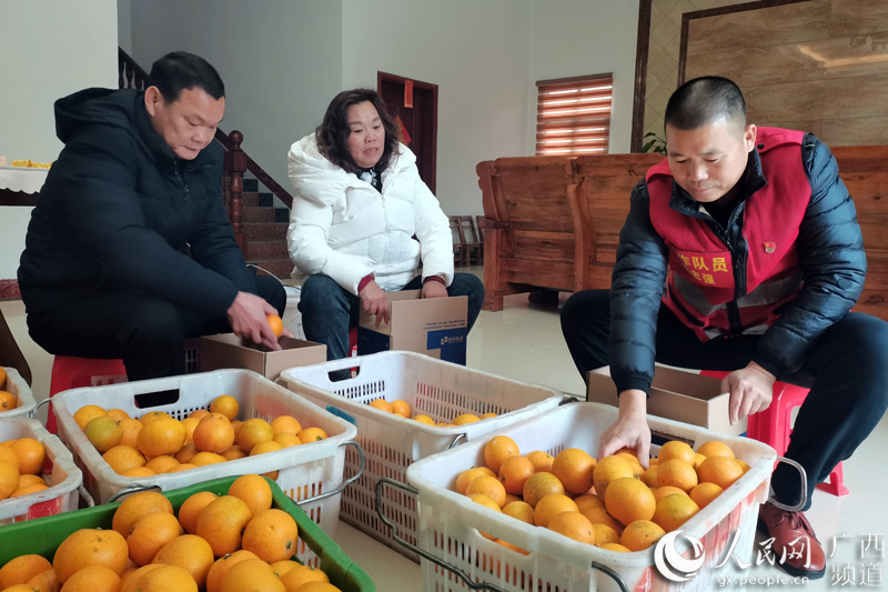 柑橘豐收，韋忠強在查看柑橘質量。鹿寨縣融媒體中心供圖