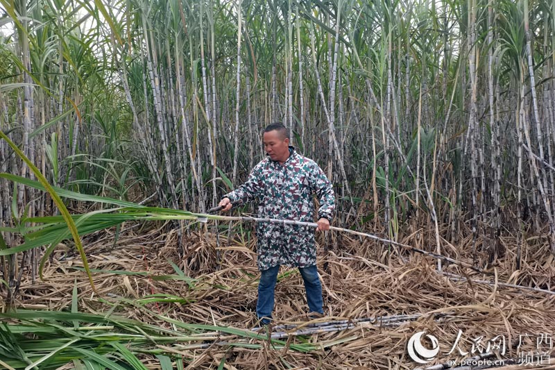 村民在砍甘蔗。鹿寨縣融媒體中心供圖