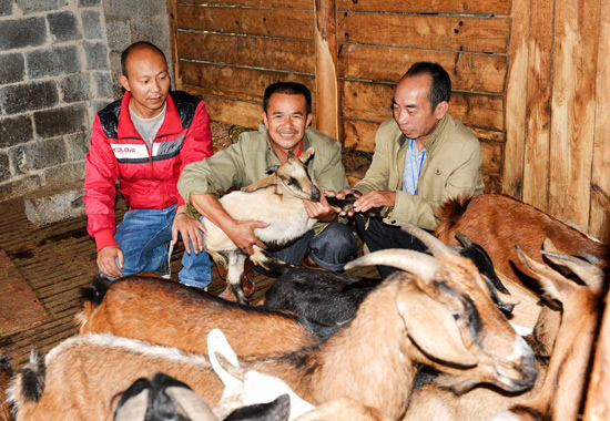 灌陽鎮雷坪村駐村工作組長王宏生鼓勵貧困戶養羊200余隻，帶動了12戶貧困戶脫貧。史春來攝