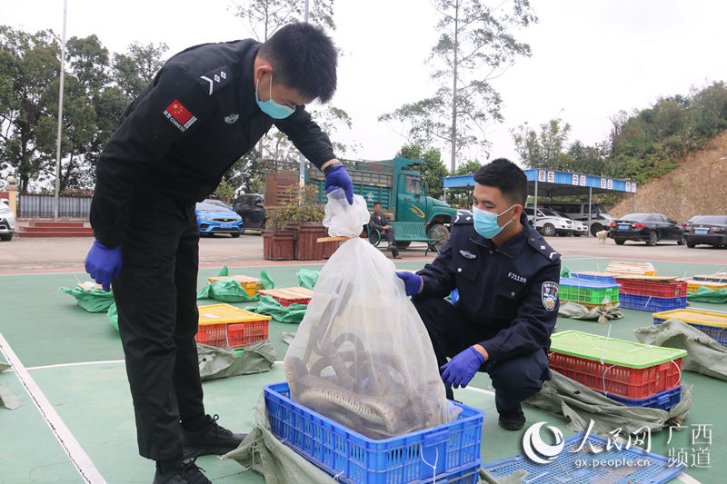 圖為民警對查獲的蛇類進行檢查。農青冠攝