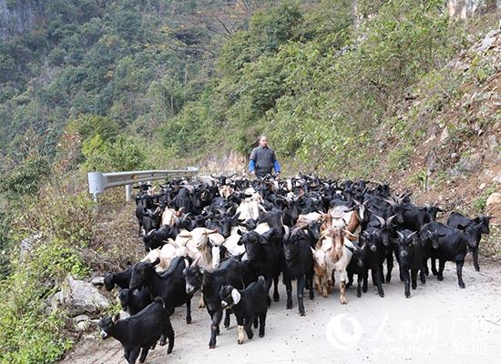 養殖大戶余國鋒追趕羊群上山覓食。天峨縣融媒體中心供圖