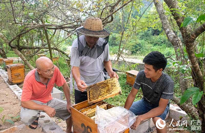 林下養蜂成為鐘山縣花山瑤族鄉支柱產業。覃慶華攝