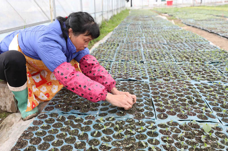 在三江侗族自治縣斗江鎮牙林村微田園基地，一名婦女在培育秧苗。龔普康攝