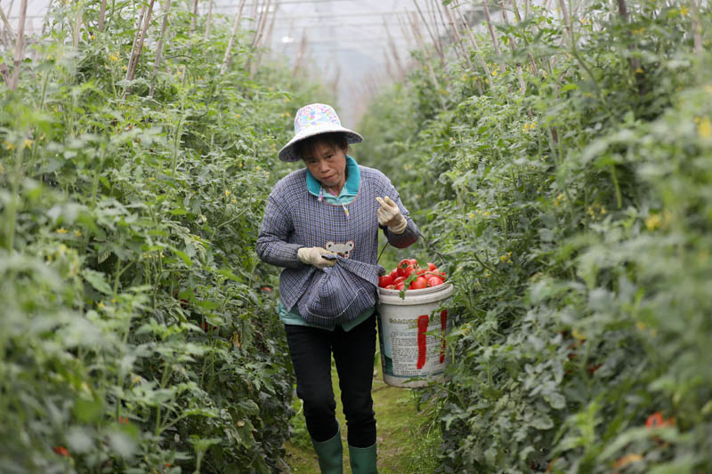 在三江侗族自治縣斗江鎮牙林村微田園基地，一名婦女在採收西紅柿。龔普康攝