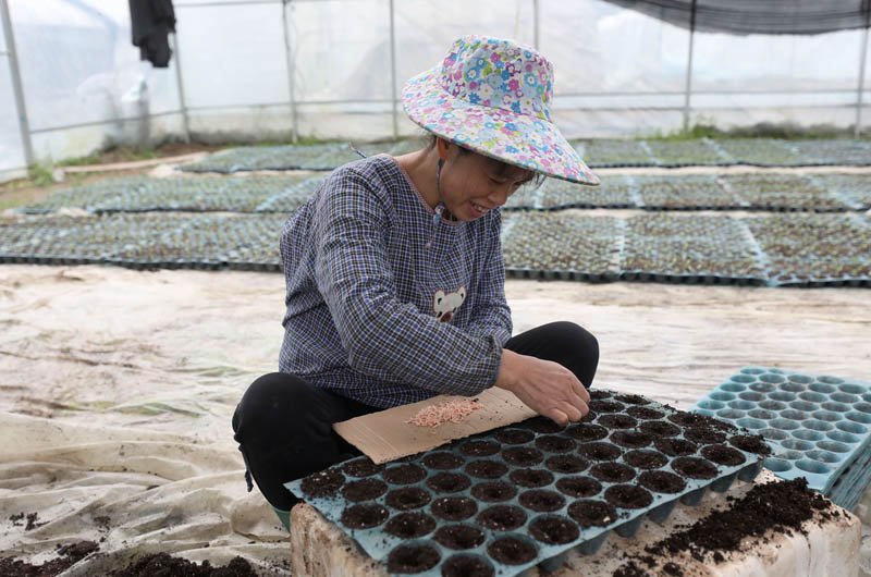 在三江侗族自治縣斗江鎮牙林村微田園基地，一名婦女在培育秧苗。龔普康攝