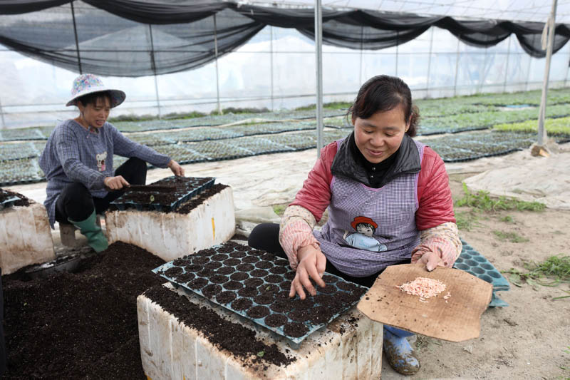 3月3日，在三江侗族自治縣斗江鎮牙林村微田園基地，兩名婦女在培育秧苗。龔普康攝