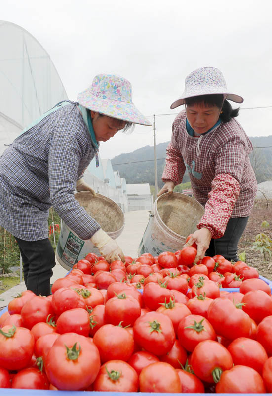 在三江侗族自治縣斗江鎮牙林村微田園基地，兩名婦女在整理西紅柿。龔普康攝