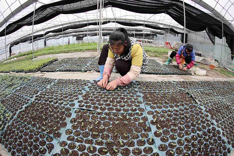 在三江侗族自治縣斗江鎮牙林村微田園基地，兩名婦女在培育秧苗。龔普康攝