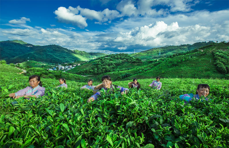 西林京桂古道茶叶现代特色农业核心示范区.李世华摄