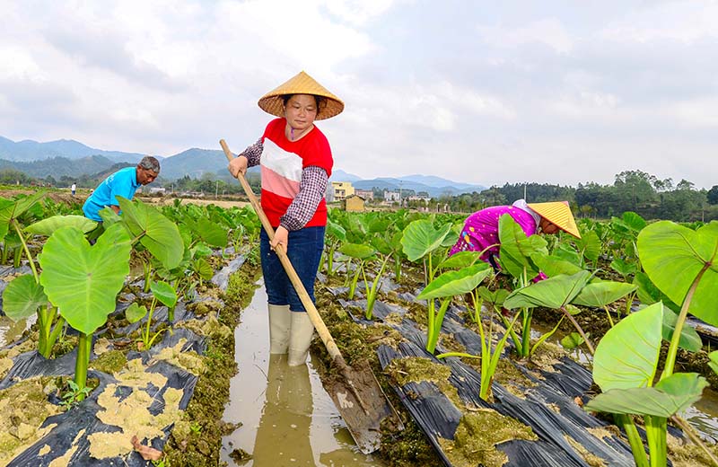 李燕萍（中）組織帶領農戶在基地勞作。浦北縣脫貧攻堅信息宣傳辦供圖