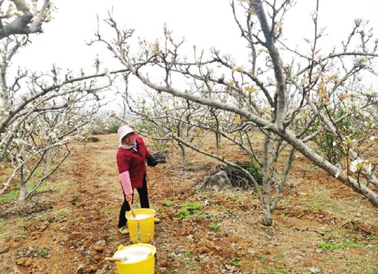果農們對正值花期的梨樹進行管護。夏燕攝